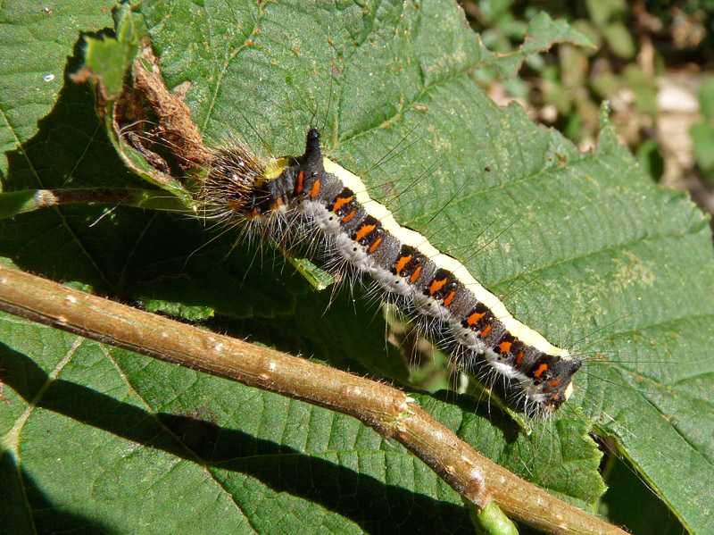 Larva di Acronicta psi